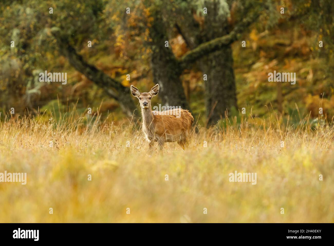 Rothirsche oder weibliche Hirsche standen vor der Kamera in Glen Strathfarrar, Highlands of Scotland, mit farbenfrohen Herbstblättern und Gräsern. Speicherplatz Kopieren. H Stockfoto