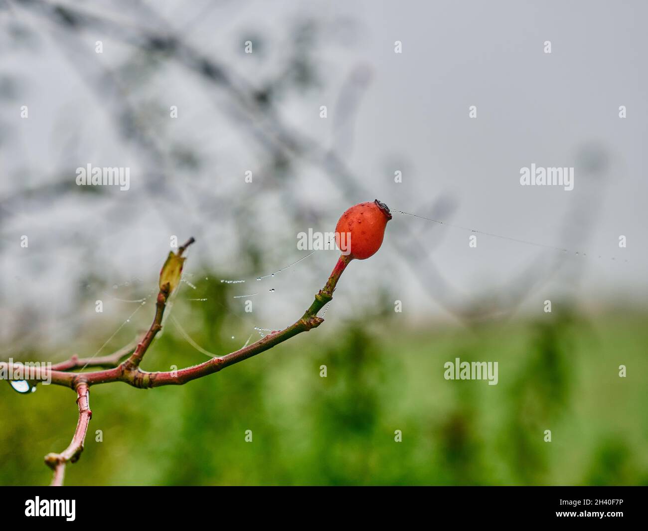 Eine Rose Hip am Morgen mit Tau auf den Spinnweben Stockfoto