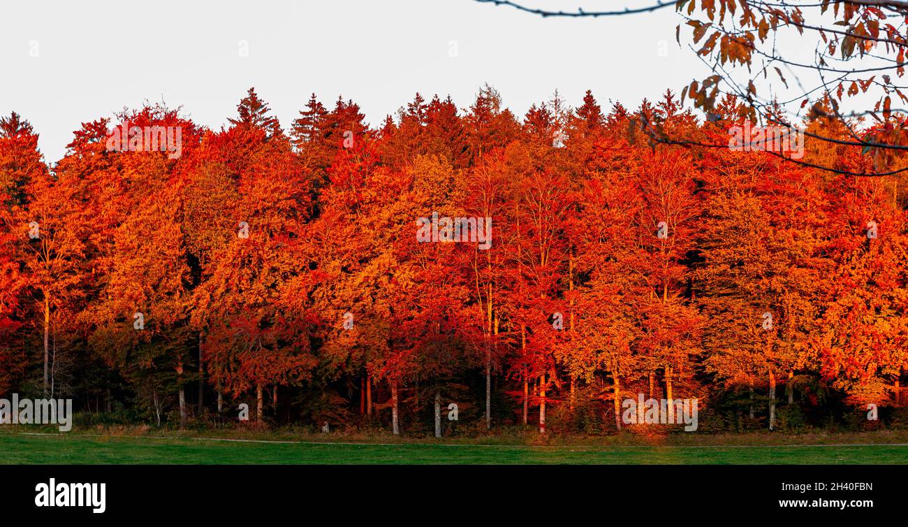 Bunte Herbstbäume in Lausanne Sauvabelin, Schweiz Stockfoto