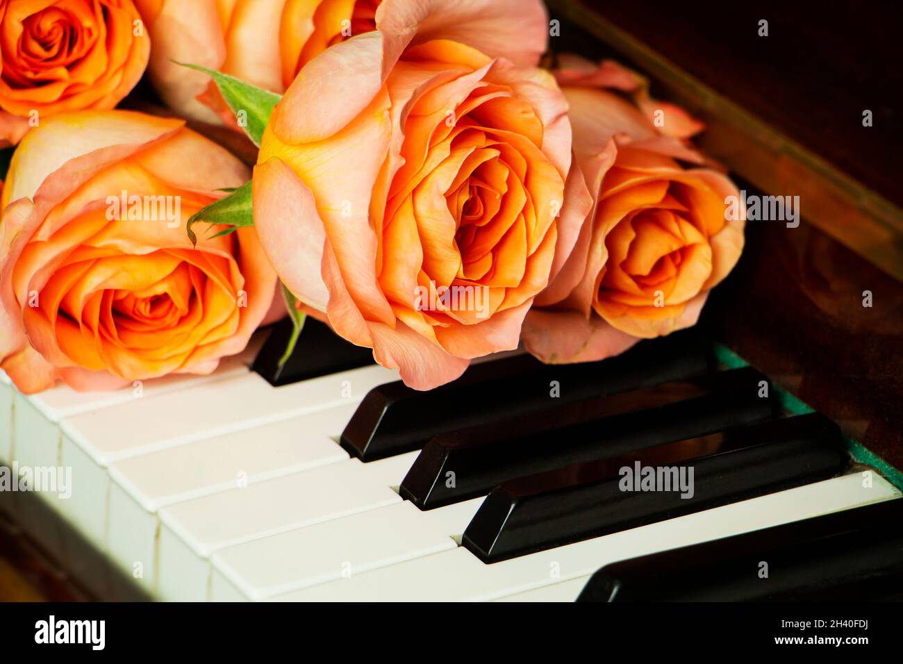 Bouquet von rosa Rosen auf der Klaviertastatur, romantische Atmosphäre. Ein Geschenk von Fans Stockfoto