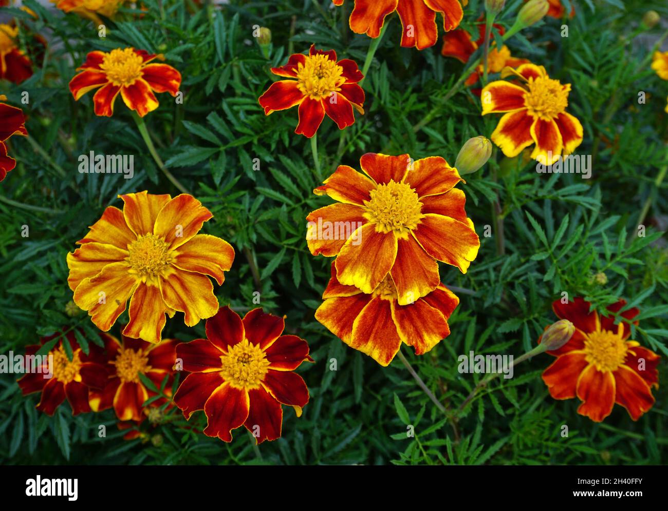 Ringelblume, afrikanischer Ringelblume, aztekische Ringelblume, mexikanisches Ringelblume Stockfoto