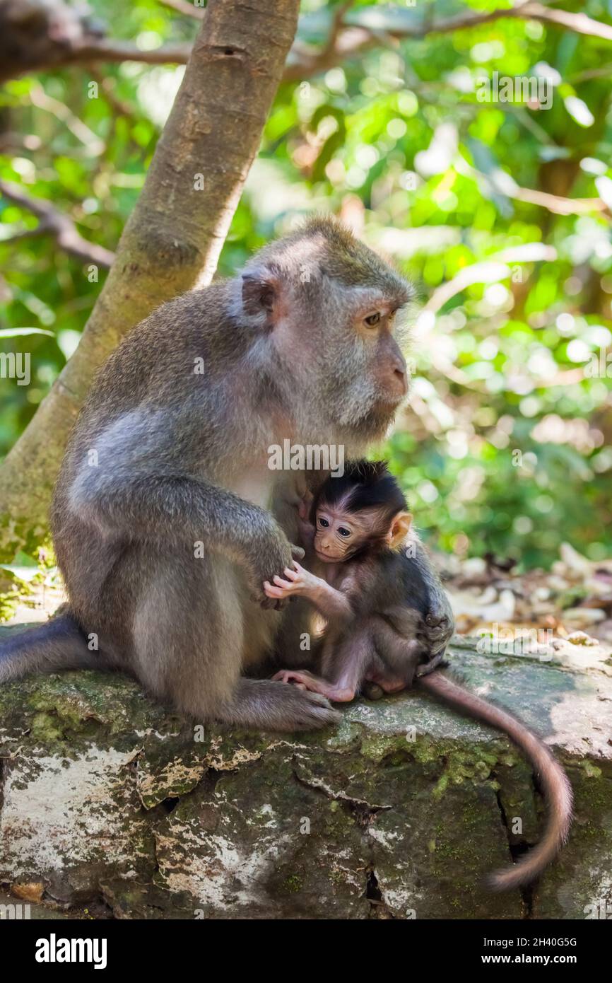 Affe in Forest Park in Ubud - Bali Indonesien Stockfoto