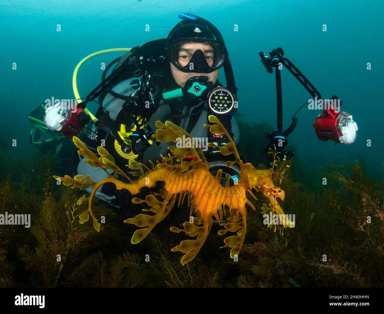 Sydney. Mai 2020. Das am 4. Mai 2020 aufgenommene Foto zeigt Scott Portelli, der vor der Küste Südaustraliens ein grünes Seegragon fotografiert. ZUM ARTIKEL „Feature: Australian Wildlife Photographer concensiert on conserving all creatures great and small“ Credit: Rosie Leaney/Handout via Xinhua/Alamy Live News Stockfoto