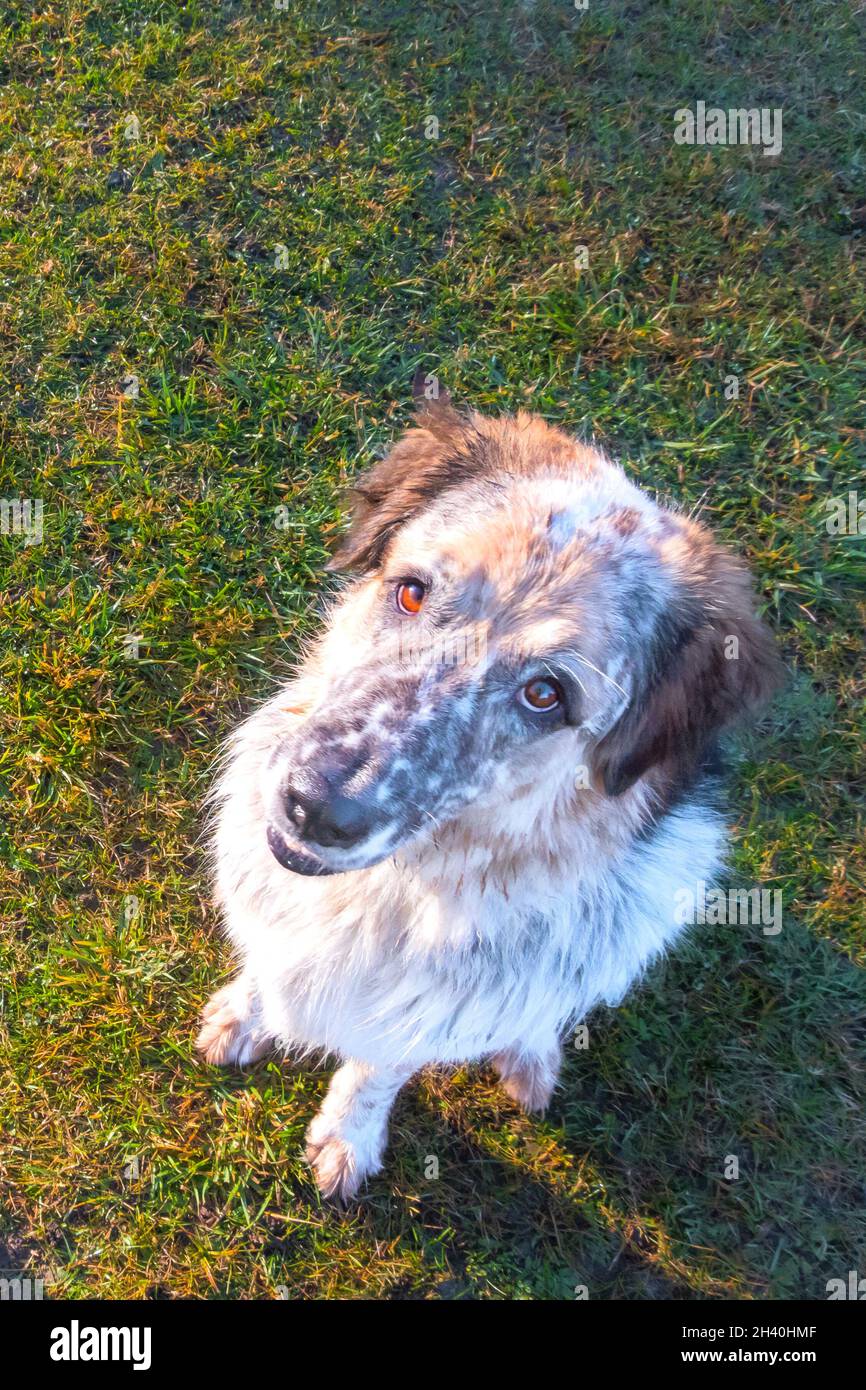 Nahaufnahme der Hundeschnauze mit großer Nase Stockfoto