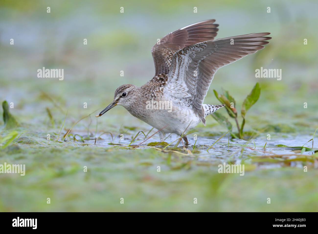 Ein erwachsener Waldläufer (Tringa glareola) mit Futter (Larven), das er gerade auf den Biebrza-Sümpfen in Polen gefangen hat Stockfoto
