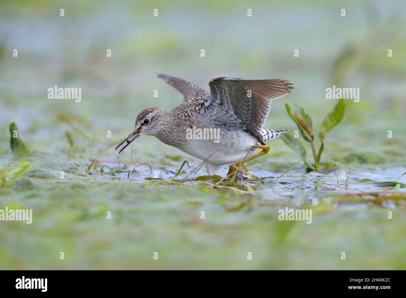 Ein erwachsener Waldläufer (Tringa glareola) mit Futter (Larven), das er gerade auf den Biebrza-Sümpfen in Polen gefangen hat Stockfoto