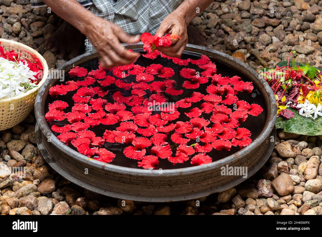 Eine Inderin bereitet täglich einen frischen Hibiskus-Kosmos-Blütenknospen in einem großen, mit Wasser gefüllten Topf auf Philipkuttys Farm auf einer von Menschen gemachten Insel in K zu Stockfoto