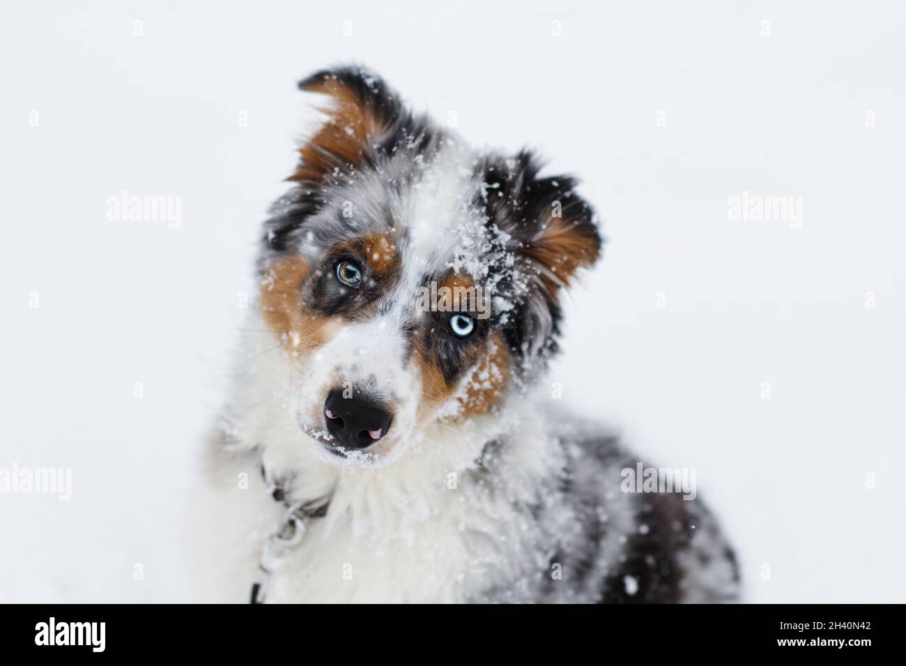 Schöner junger Rüde Blue Merle Australian Shepherd Welpe sitzt im Schnee mit Kopf gespannt oder zur Seite geneigt. Selektiver Fokus mit Unschärfe Stockfoto