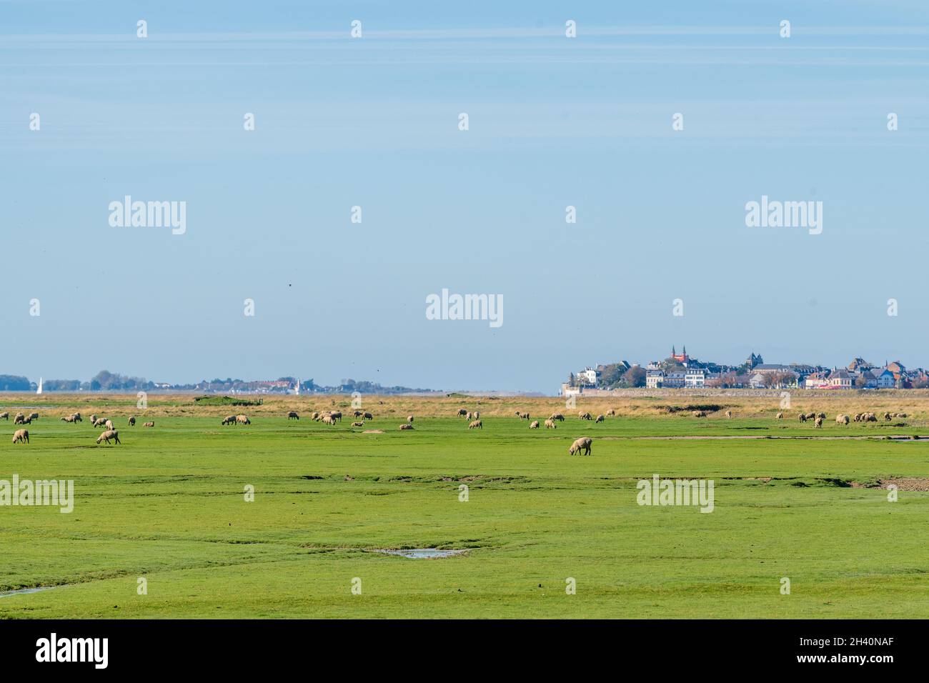 Moutons de prés salés devant le Village du Crotoy, Frankreich, Baie de Somme, automne Stockfoto