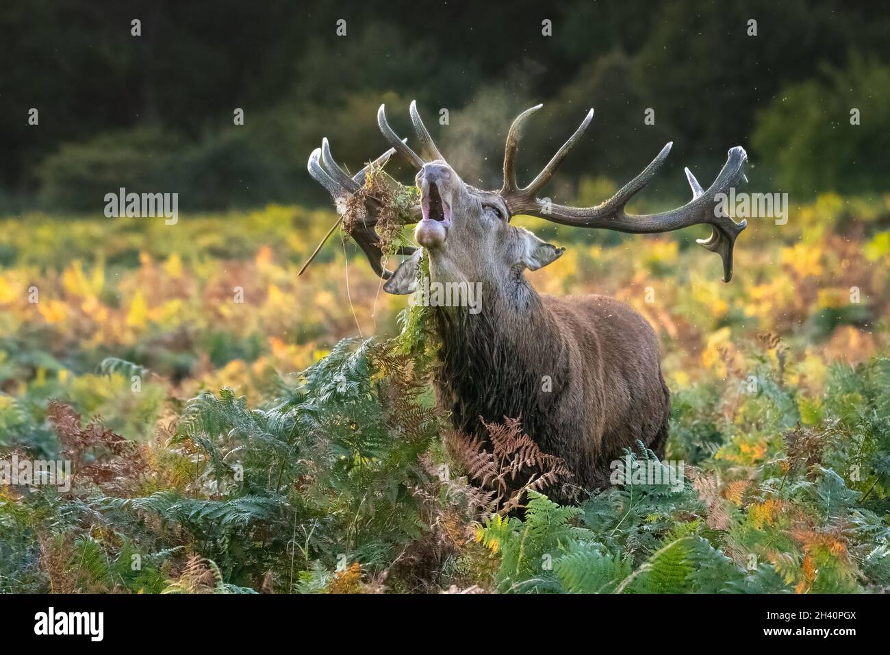 Rothirsch-Hirsch in Bracken, brüllend Stockfoto