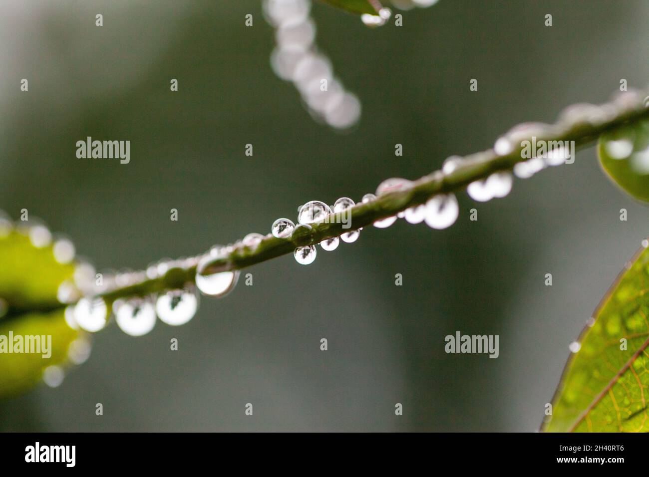 Ein weiches Hintergrundbild mit Regentropfen, die während der Wintermonate an dünnen Ästen oder Zweigen hängen. Stockfoto