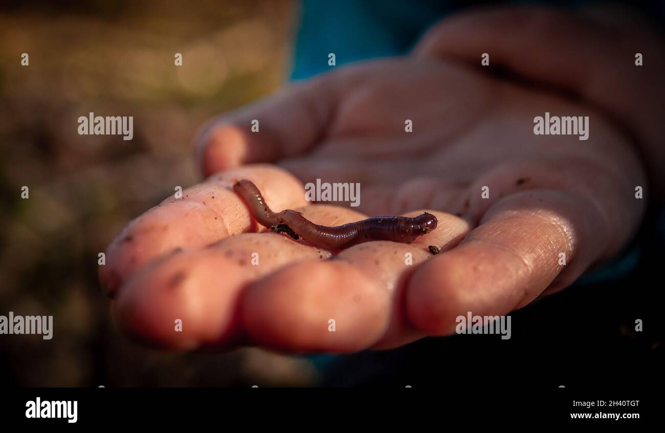 Nahaufnahme der Hand eines kaukasischen Kindes mit einem kleinen Regenwurm Stockfoto