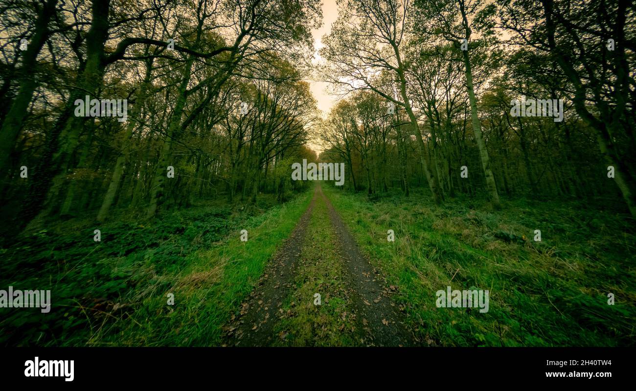 In einem silbernen Birkenwald in niedriger Wintersonne geht eine Landstraße in die Unendlichkeit zurück. Stockfoto