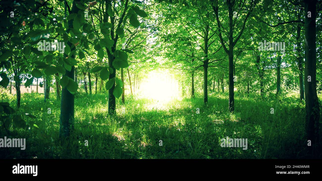 Helles Licht in einem Wald, Vorstellung von Gott, Gottheit, Geist, Manifestation, Inspiration oder nah-Tod-Erfahrung Stockfoto