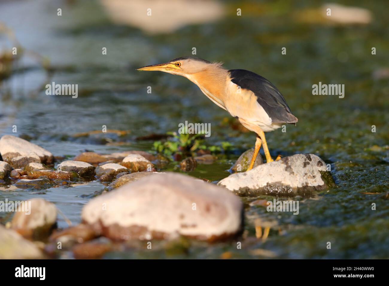 Ein erwachsener männlicher Zwergfalter (Ixobrychus minutus) auf der Frühjahrswanderung auf der griechischen Insel Lesvos Stockfoto