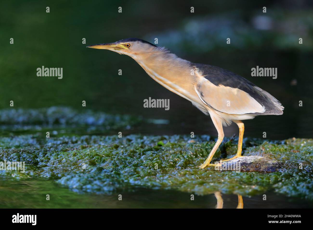 Ein erwachsener männlicher Zwergfalter (Ixobrychus minutus) auf der Frühjahrswanderung auf der griechischen Insel Lesvos Stockfoto