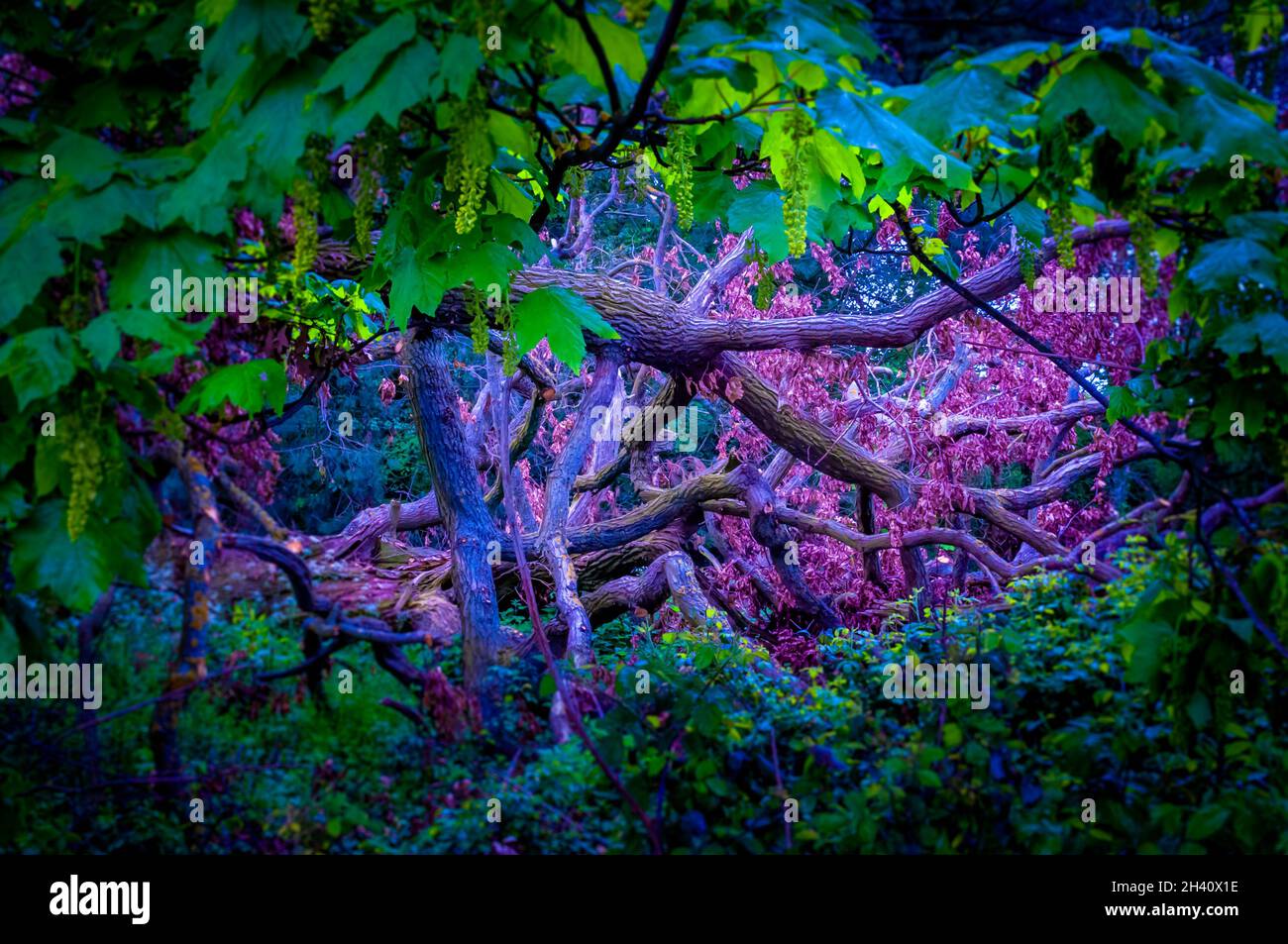 Fantasy Forest Lichtung, wo die Feen spielen. Stockfoto