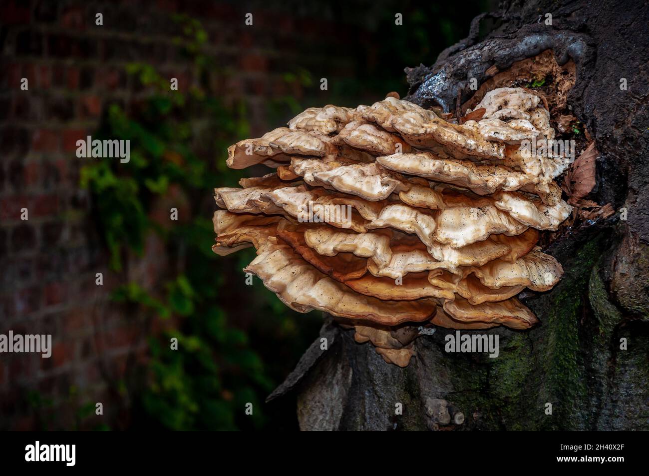 Bracket Fungus Chicken of the Woods (Laetiporus sulfureus) auf einem Baum neben einer Ziegelmauer Stockfoto