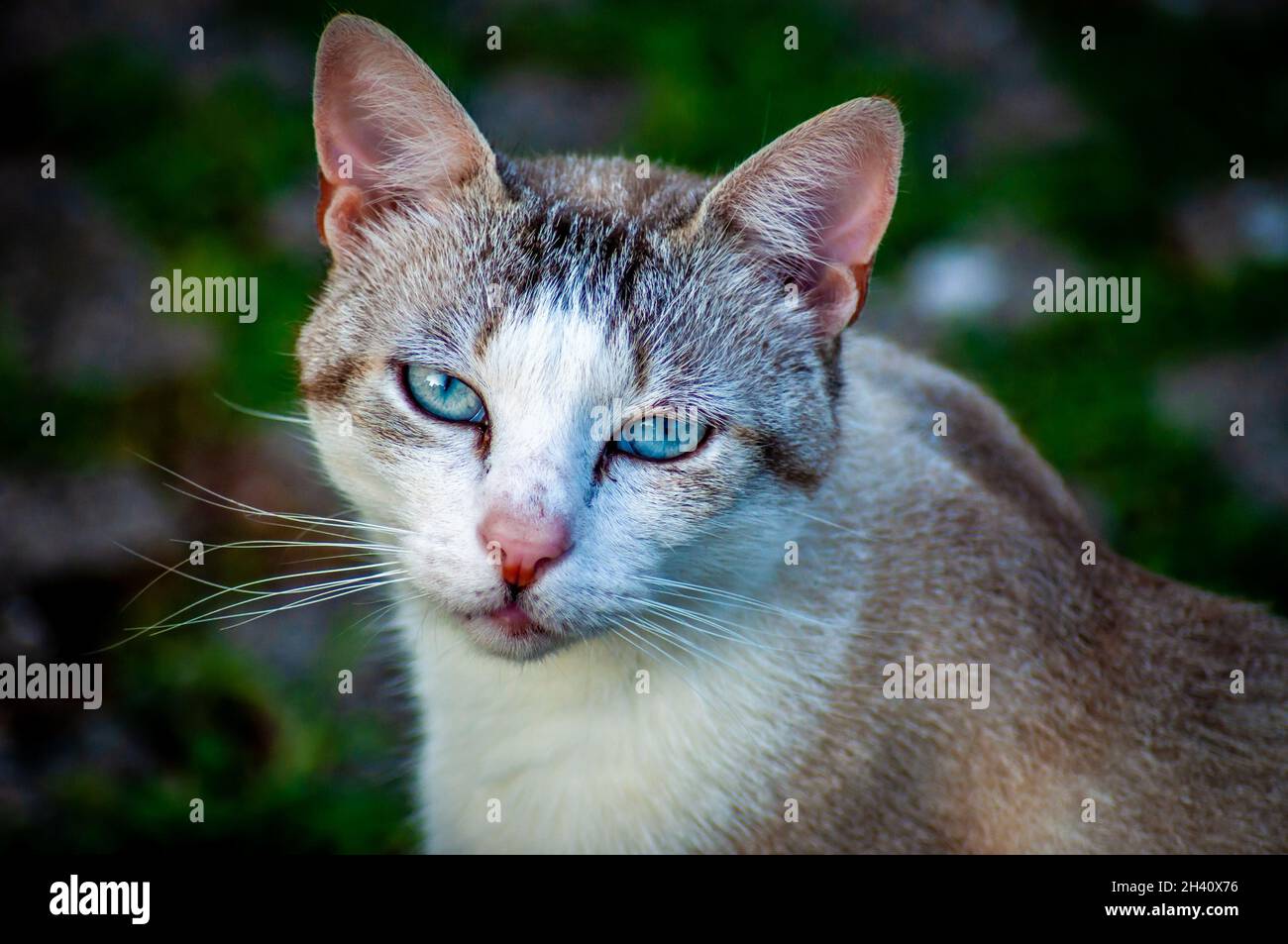 Nahaufnahme einer grauen, beigen und weißen Tabby-Katze mit blaugrünen Augen, die in die Kamera starren. Stockfoto