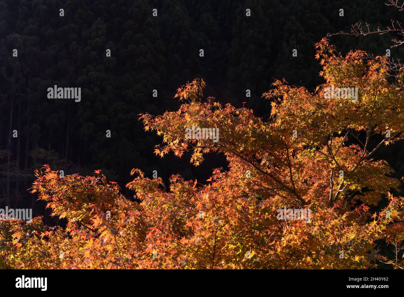 Herbstsaison schöner Baum Morgenzeit mit Sonnenlicht. Okutama Japan Stockfoto