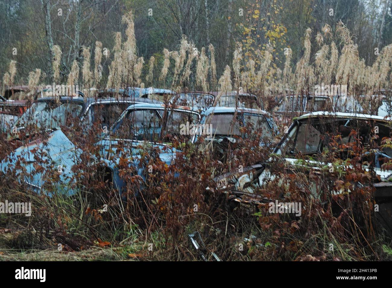 Bastnäs Autofriedhof im Oktober Stockfoto