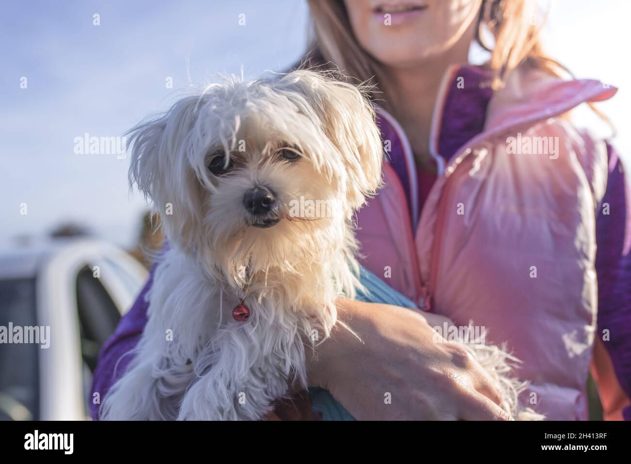 Ein schöner maltesischer Schoßhund in der Hand eines jungen Hündchens Stockfoto