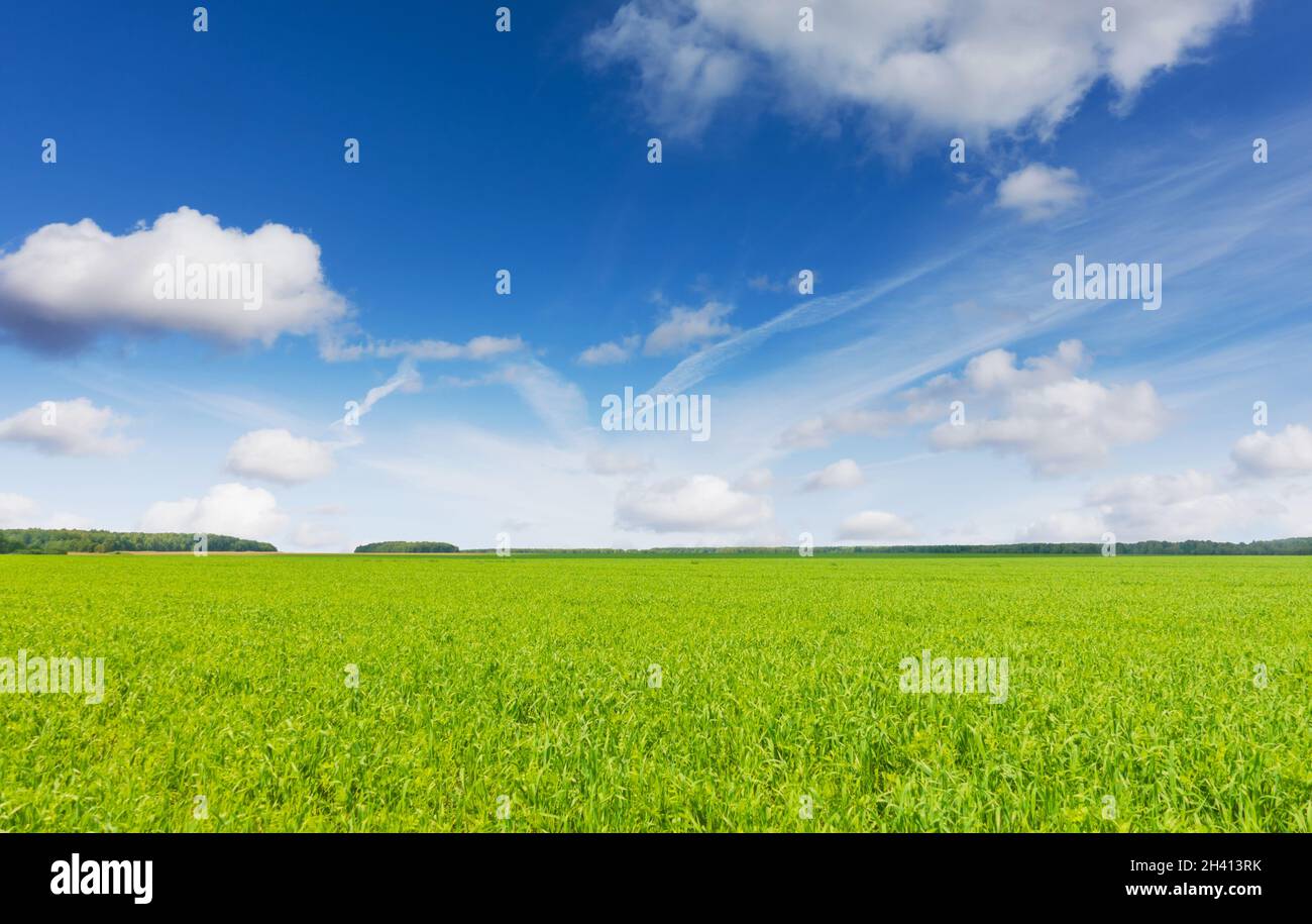 Idyllische Landschaft, blauer Himmel und frisches Gras. Stockfoto