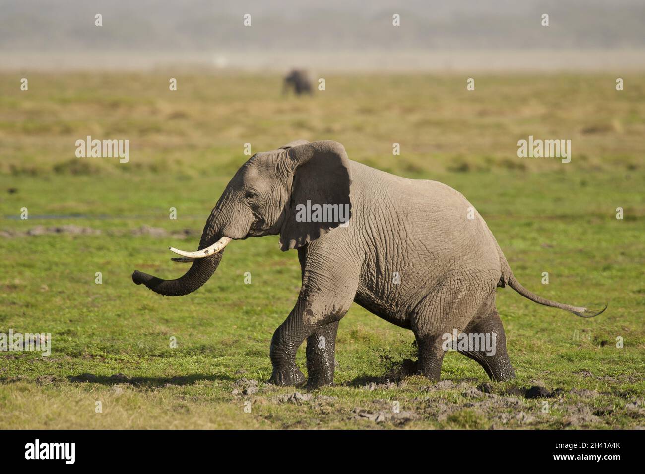 Elefant in der Savanne Stockfoto