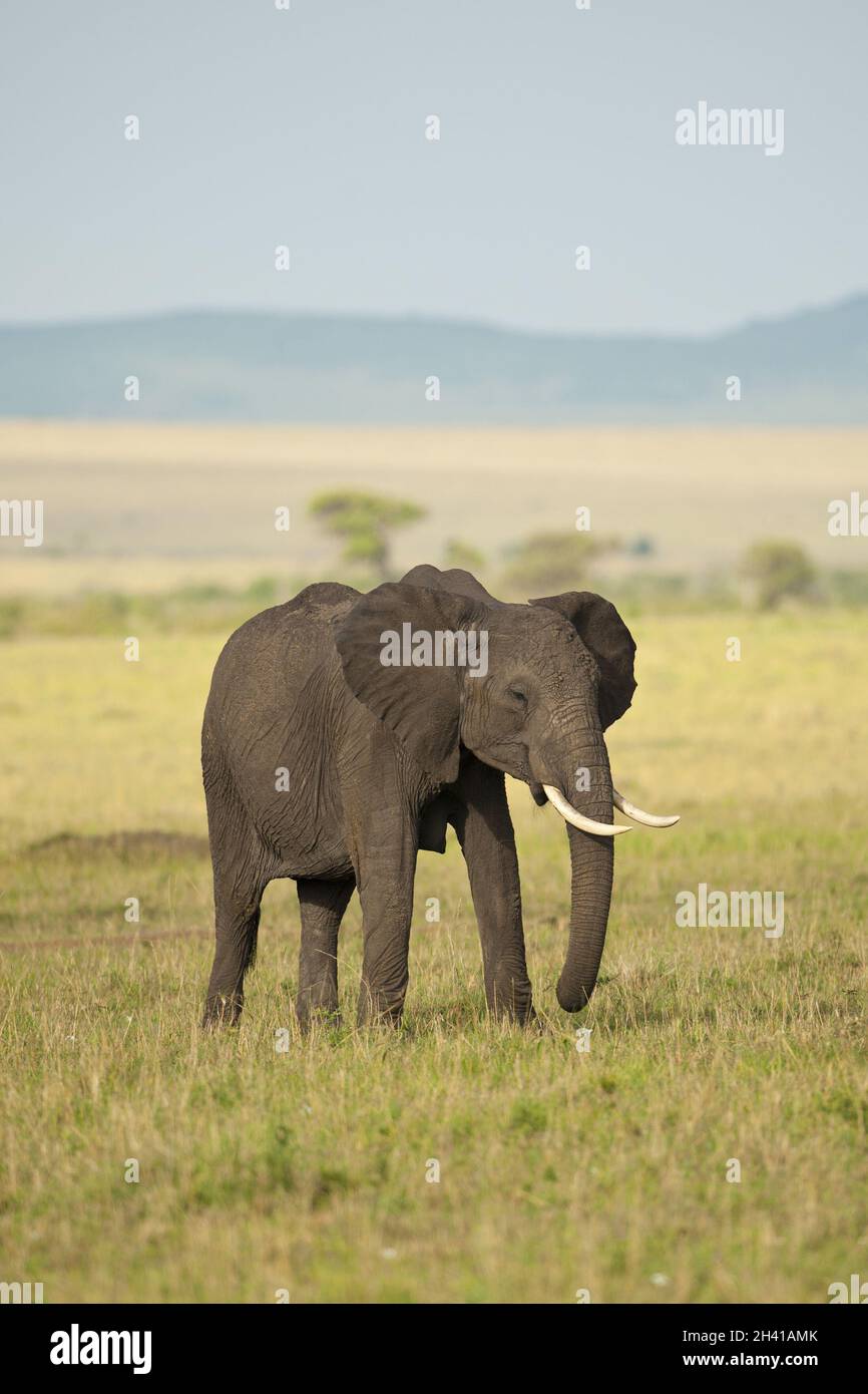Elefant in der Savanne Stockfoto