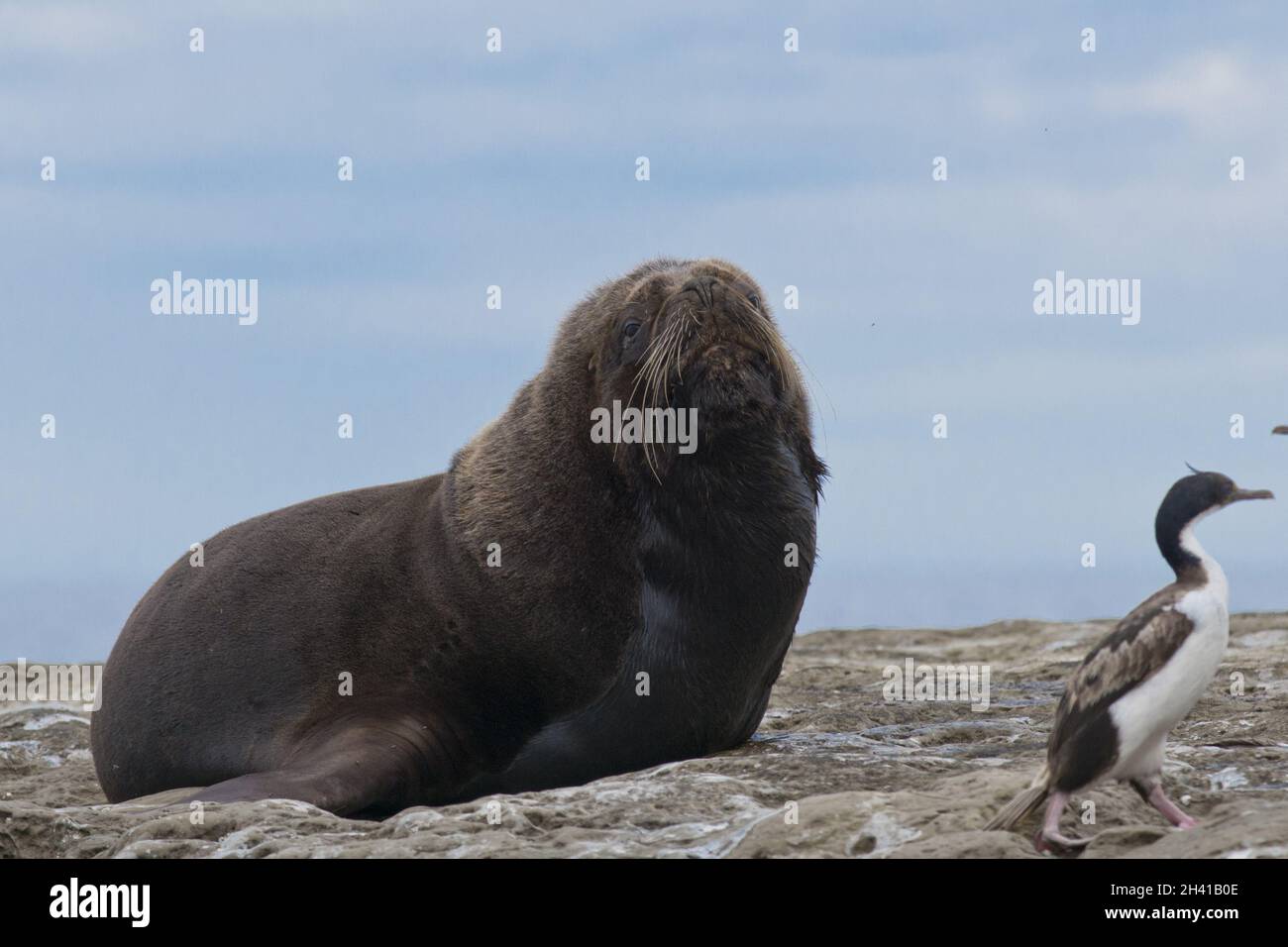 Südamerikanischen Seelöwen Stockfoto