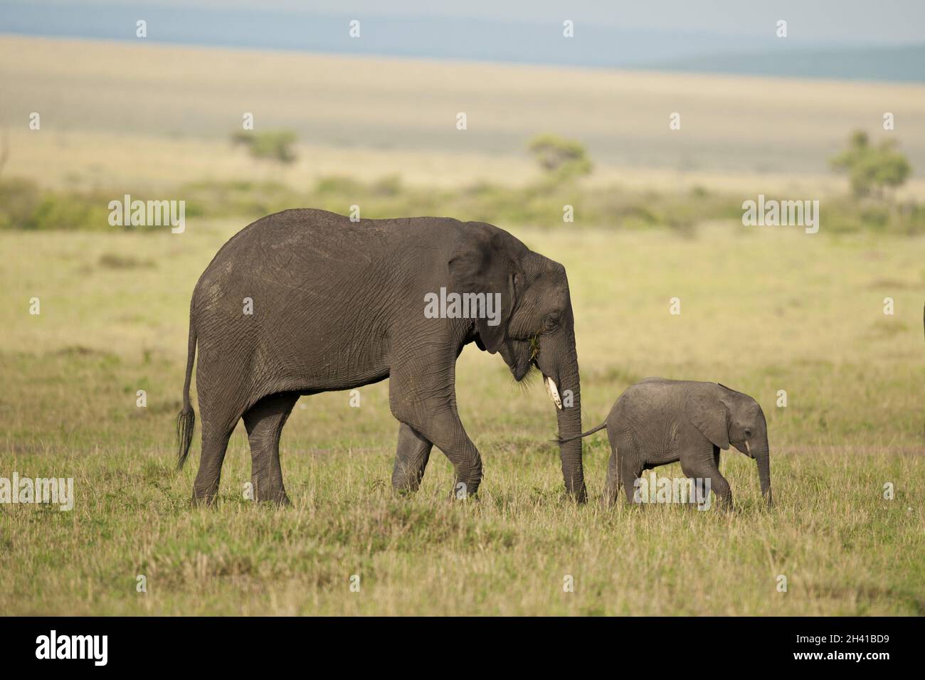 Elefant und sein Kalb in der Savannah Stockfoto