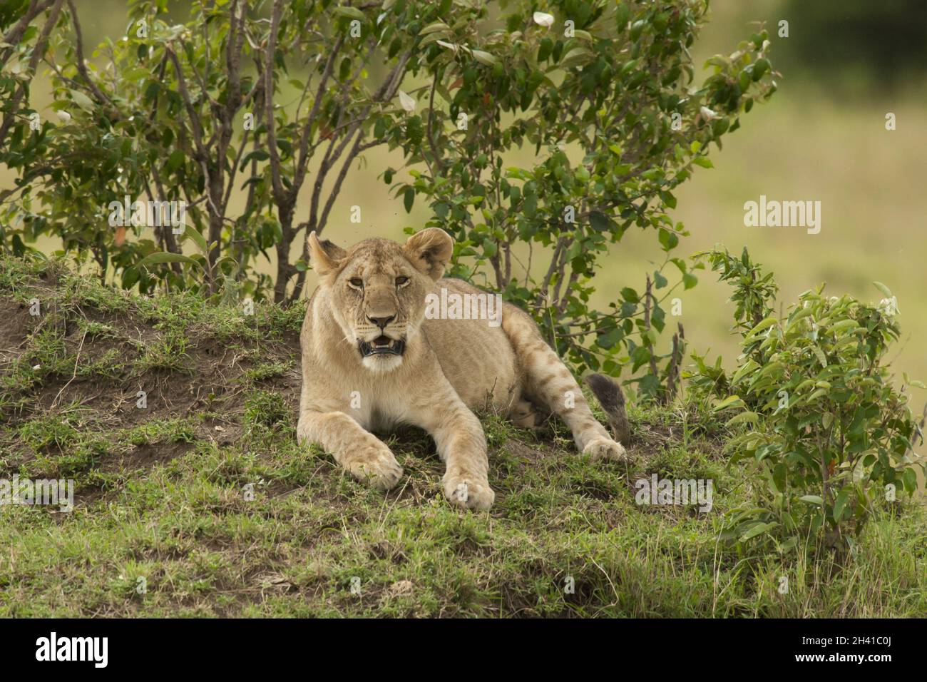 Junger Löwe in der Savannah Stockfoto