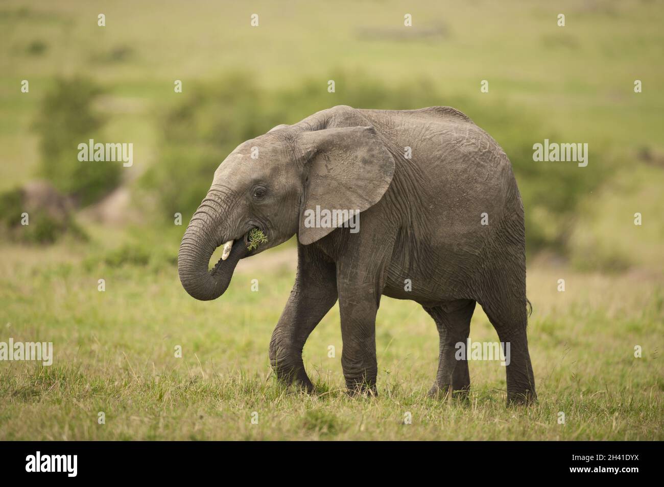 Elefantenkalb in der Savannah Stockfoto