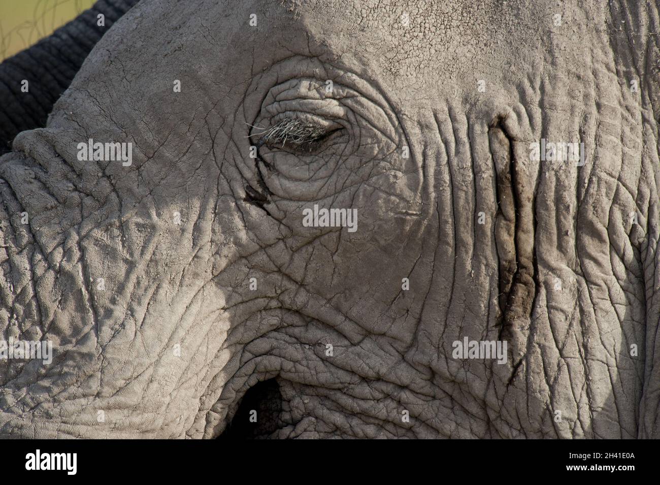 Elefantenhaut Stockfoto