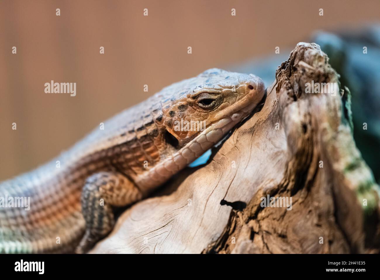 Sudan versilbert Eidechse Stockfoto