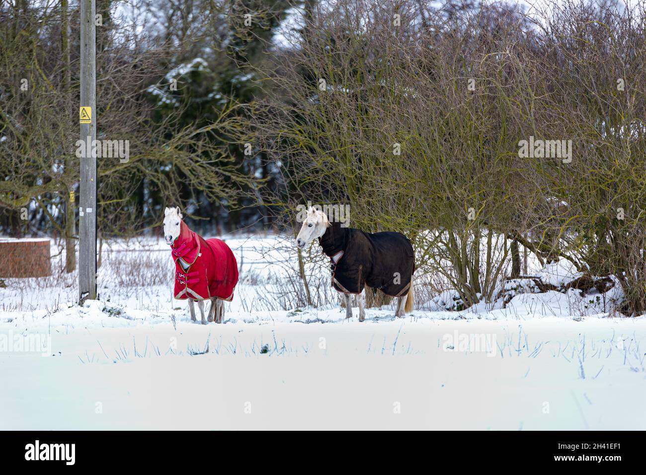 Ein Paar Pferde, die in ihrem Fahrerlager stehen. Sie tragen Mäntel, um sie während eines seltenen Schneesturms in Großbritannien warm zu halten Stockfoto
