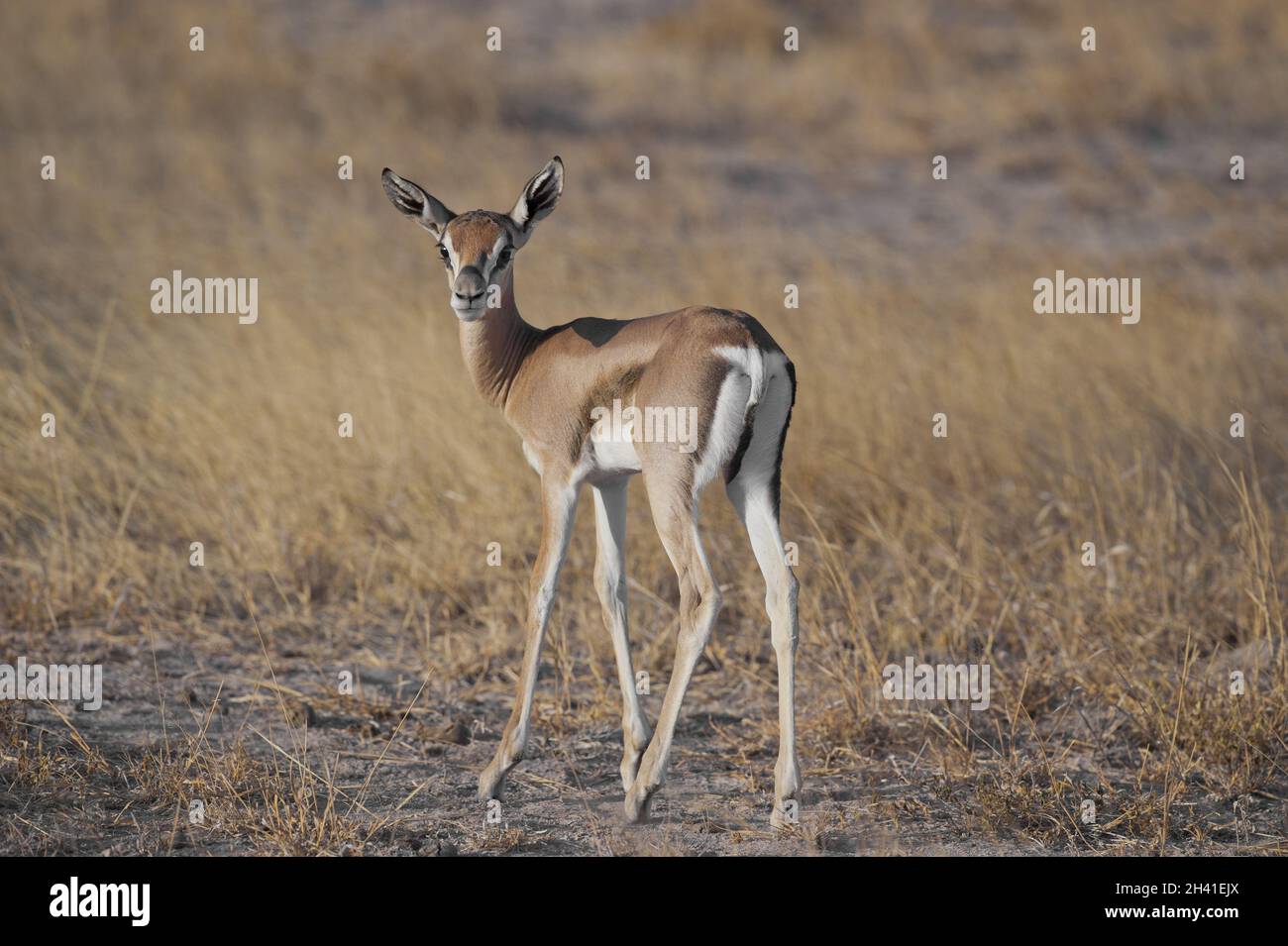 Junge Gazelle in der Savannah Stockfoto