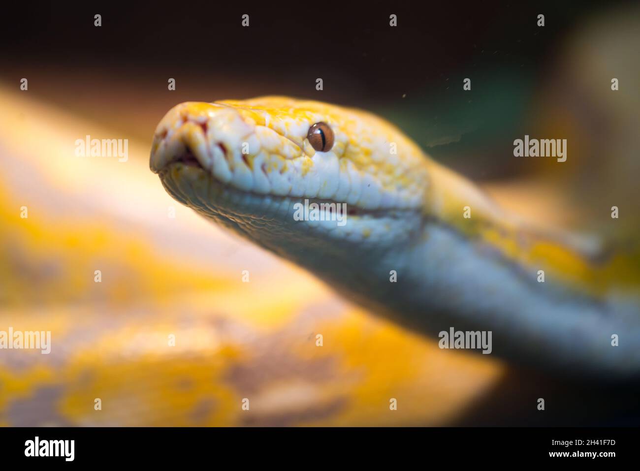 Netzpython in einem Terrarium Stockfoto