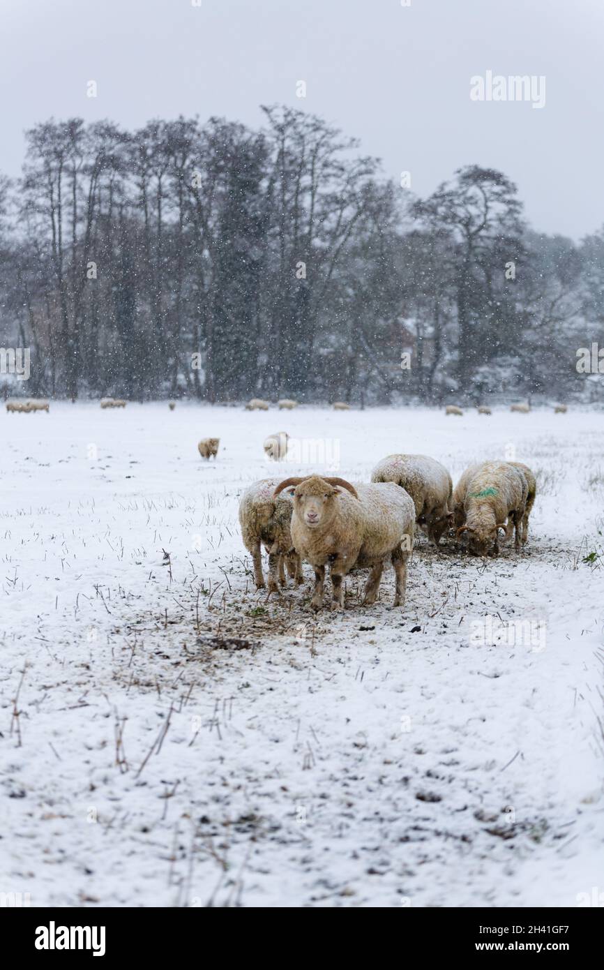 Eine Herde Schafe, die während eines seltenen schweren Schneesturms in einer schneebedeckten Landschaft in der Suffolk-Landschaft grasen Stockfoto