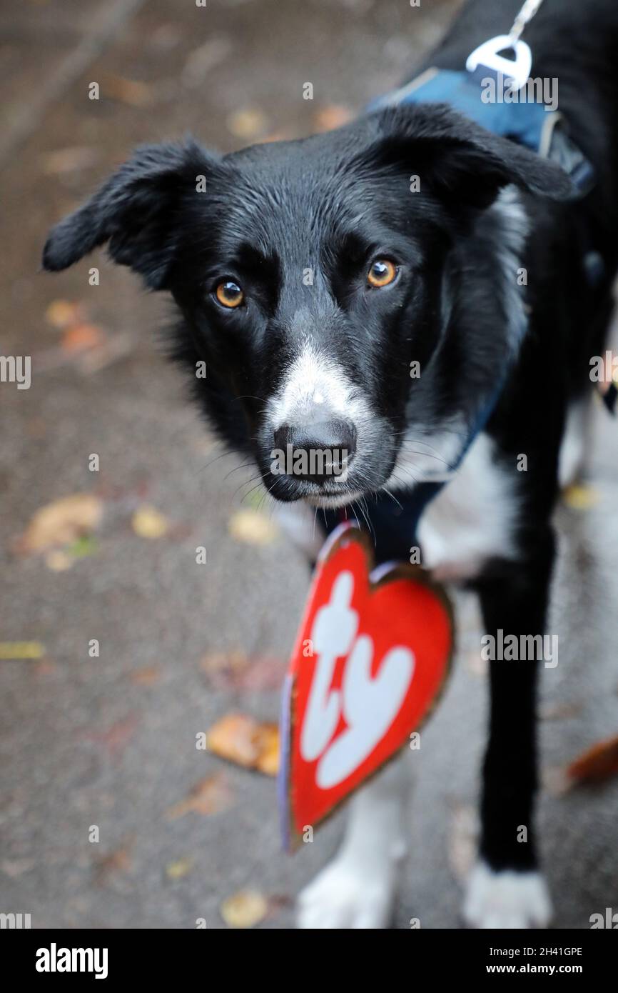 London, Großbritannien. Oktober 2021. Harri, der Border Collie, beim Halloween Dog Walk auf Hampstead Heath, der von der Wohltätigkeitsorganisation unterstützt wird, die Hunde beherbergt und wieder einführt. Siehe www.alldogsmatter.co.uk Credit: Paul Brown/Alamy Live News Stockfoto