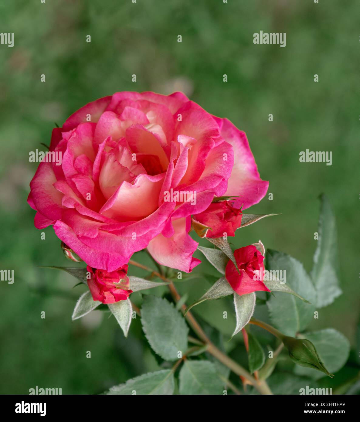 Helle große rosa Rose Nahaufnahme. Makro, Toning. Stockfoto