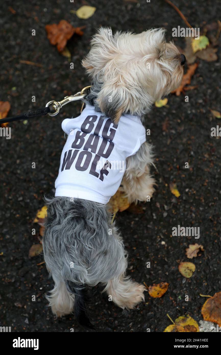 London, Großbritannien. Oktober 2021. Charlie, der Yorkshire Terrier, ist ein großer, schlechter Wolf beim Halloween Dog Walk auf Hampstead Heath, der der Wohltätigkeitsorganisation, die Hunde beherbergt und wieder einführt, dient. Siehe www.alldogsmatter.co.uk Credit: Paul Brown/Alamy Live News Stockfoto