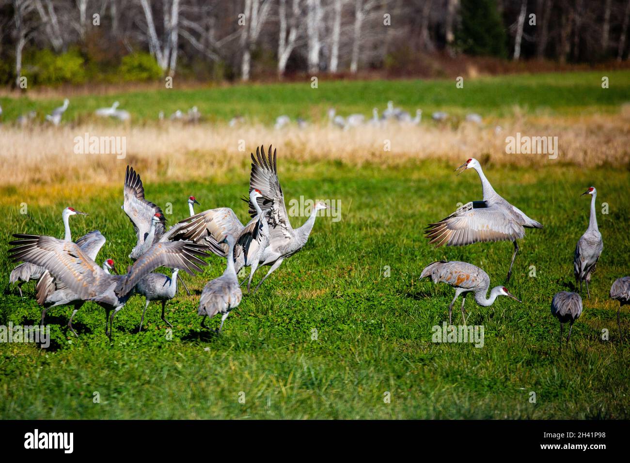 Sandhill-Kraniche (Grus canadensis) tanzen im Herbst auf einem Wisconsin-Farmfeld während der Wanderung nach Süden, horizontal Stockfoto