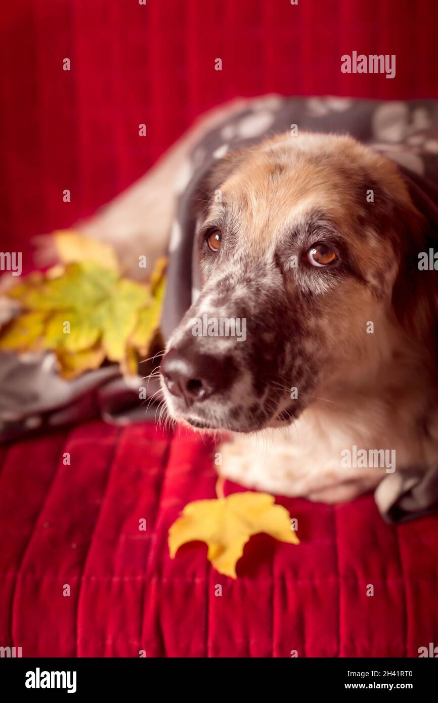 Big Dog auf dem Sofa und Herbstblätter Stockfoto