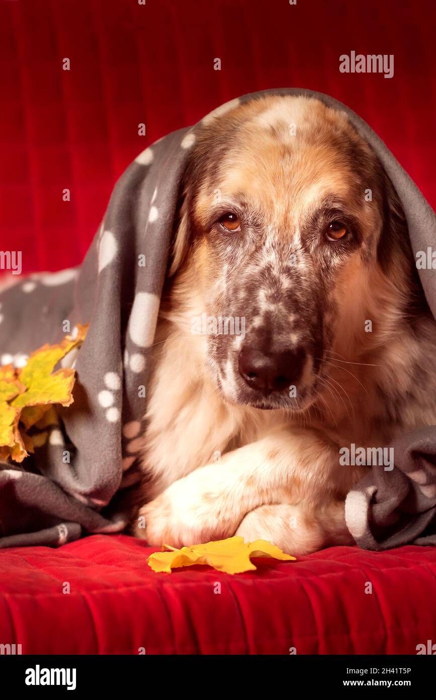 Big Dog auf dem Sofa und Herbstblätter Stockfoto