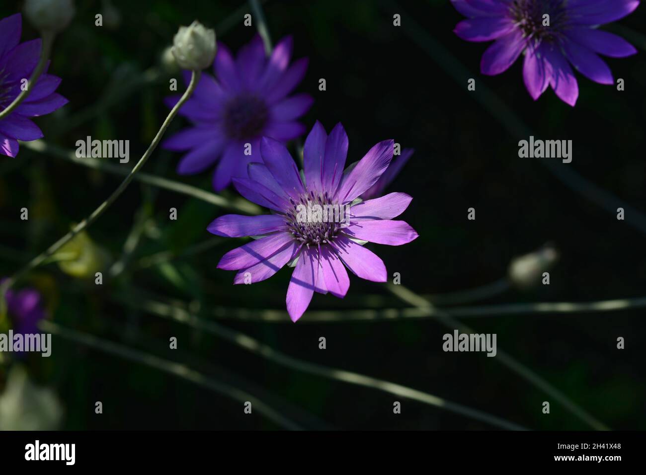 Violette Blume der jährlichen ewigen oder Immortelle, Xeranthemum annuum, Makro, selektiver Fokus. Stockfoto