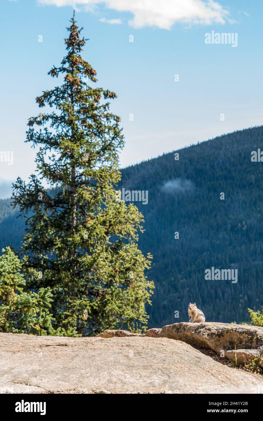 Ein kleiner Streifenhörnchen posiert im Rocky Mountains National Park, USA Stockfoto