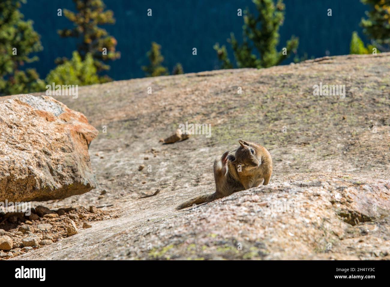 Ein kleiner Streifenhörnchen posiert im Rocky Mountains National Park, USA Stockfoto