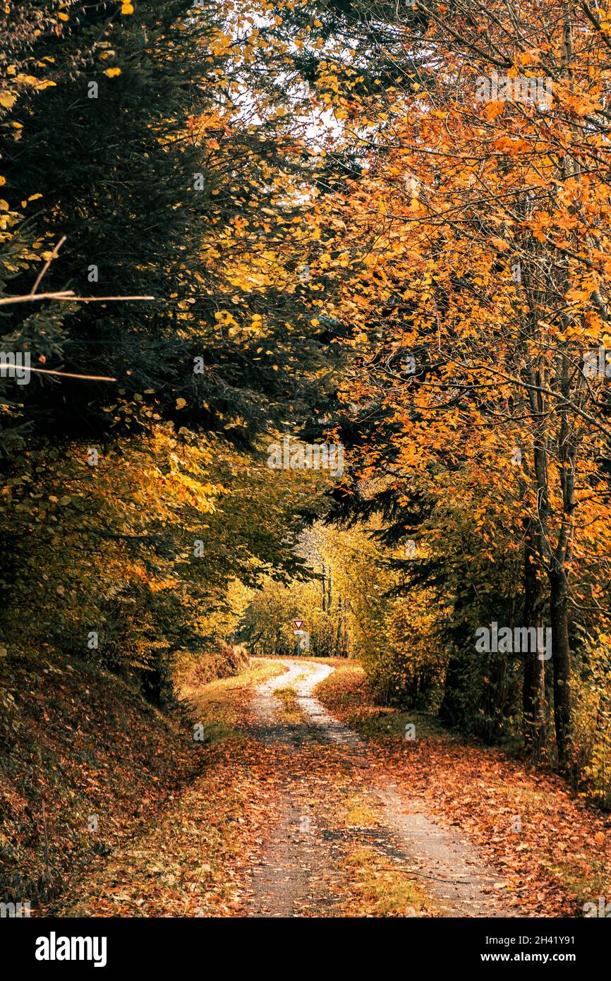 Herbstliche Landstraße, umgeben von orangefarbenem und gelbem Laub mit Blättern auf dem Weg Stockfoto