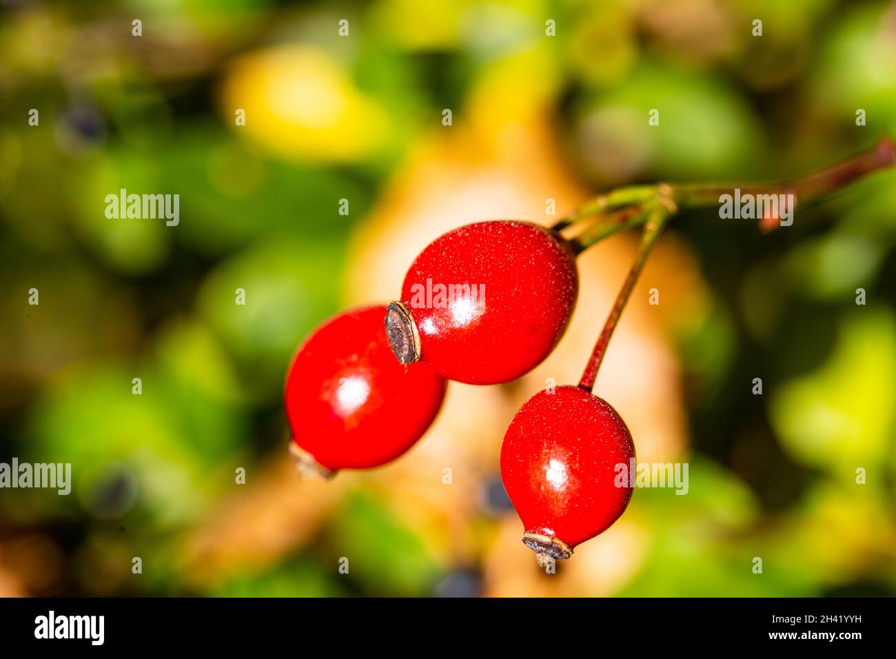 Hagebutte am Busch im Sonnenschein, Herbst Stockfoto
